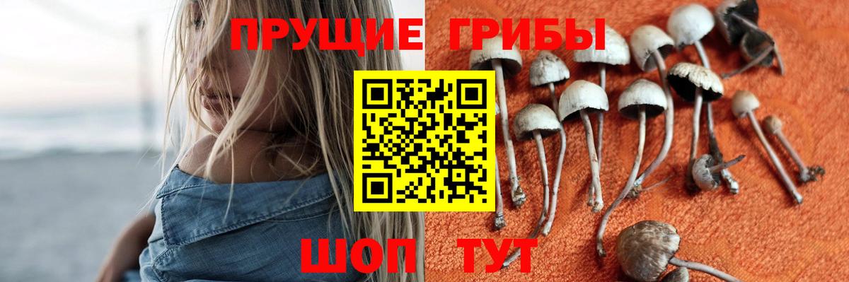 Псилоцибиновые грибы Psilocybe Дятьково